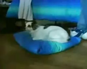 Cái ghế, ghế đồ què